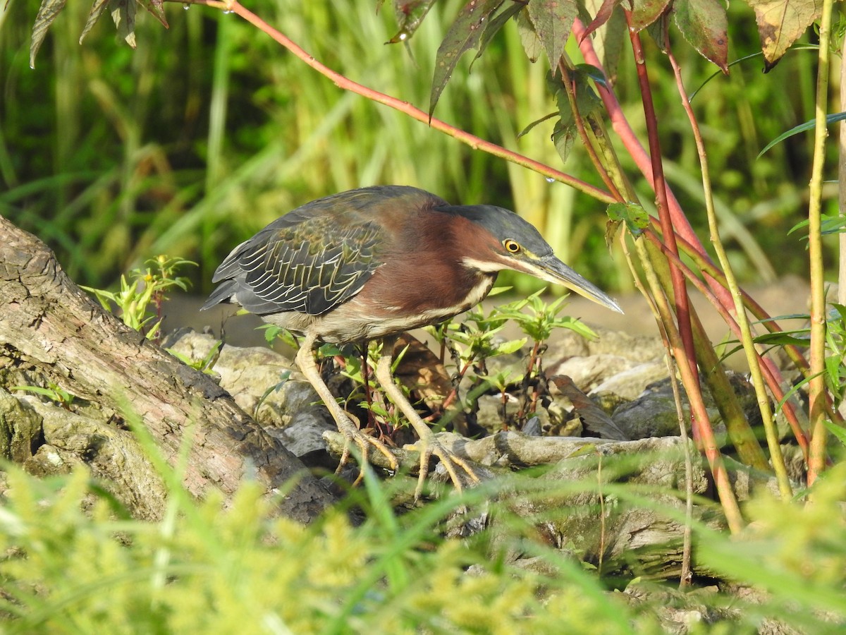 Green Heron - ML623198921