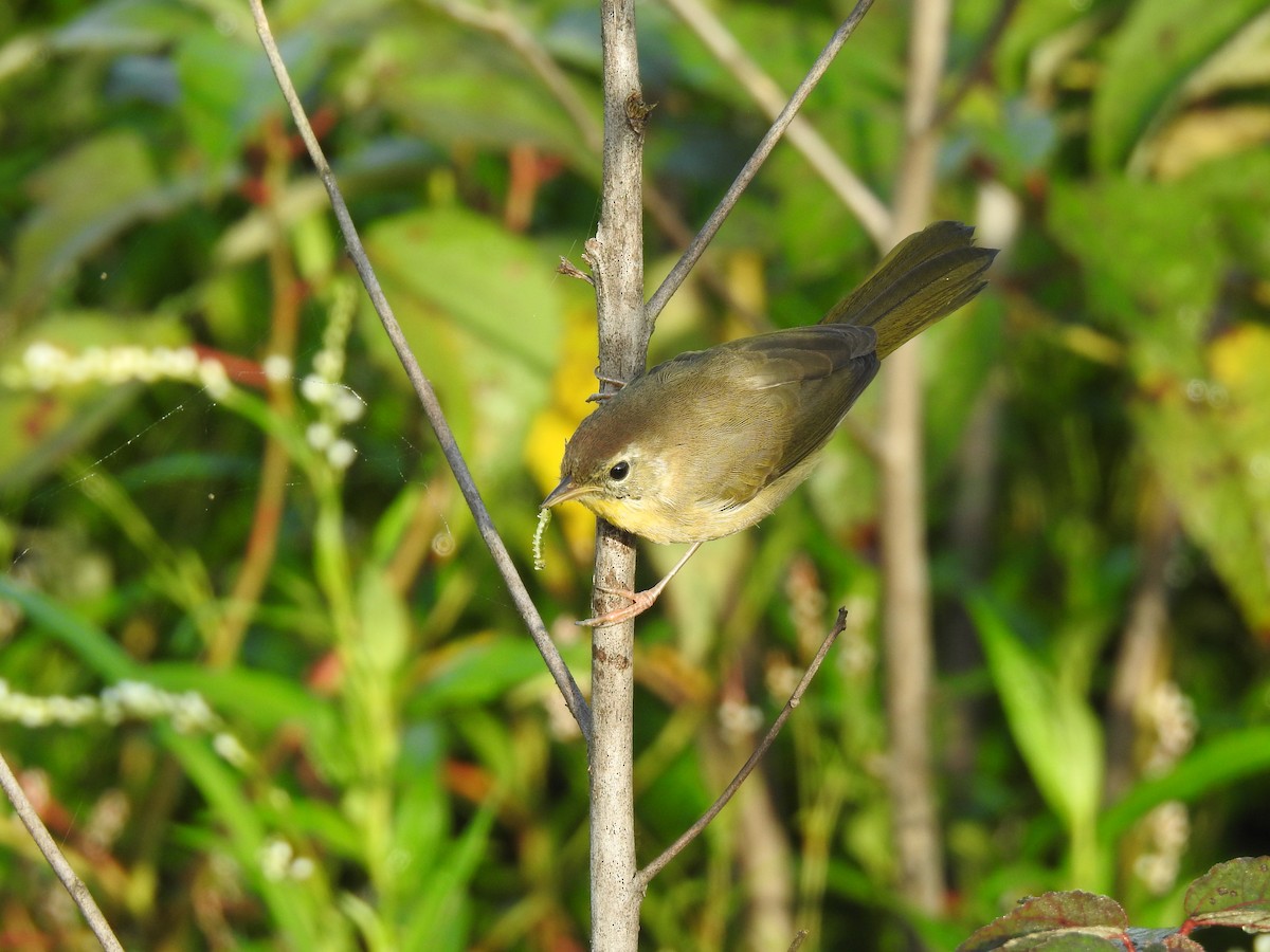 Common Yellowthroat - ML623198933