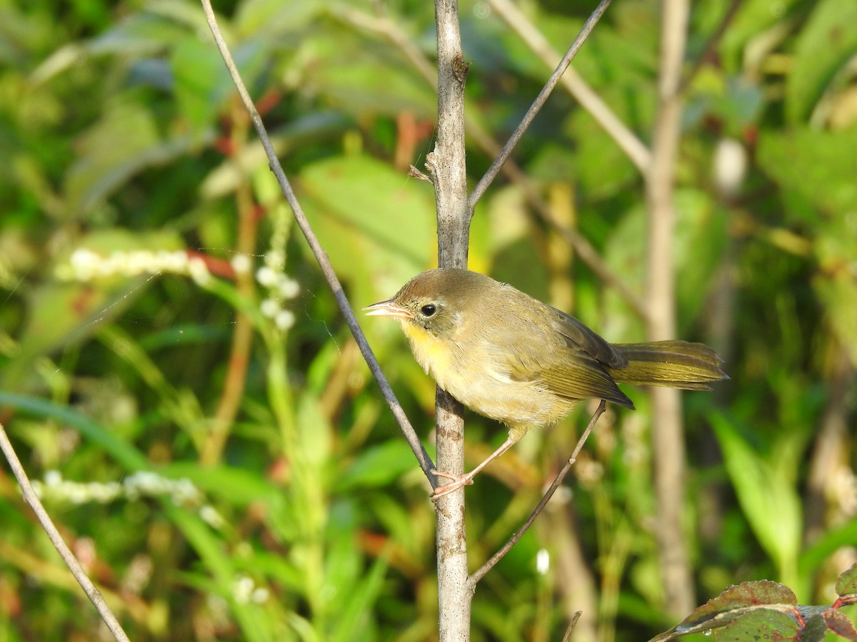 Common Yellowthroat - ML623198952