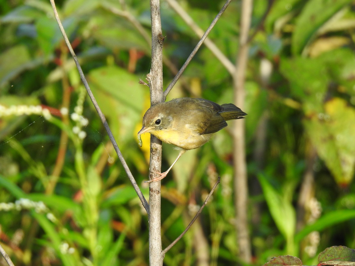 Common Yellowthroat - ML623199021