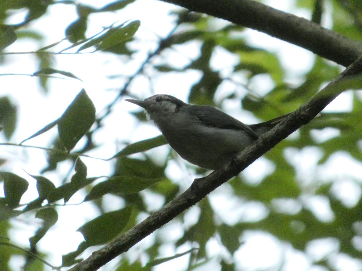 White-browed Gnatcatcher - ML623199057