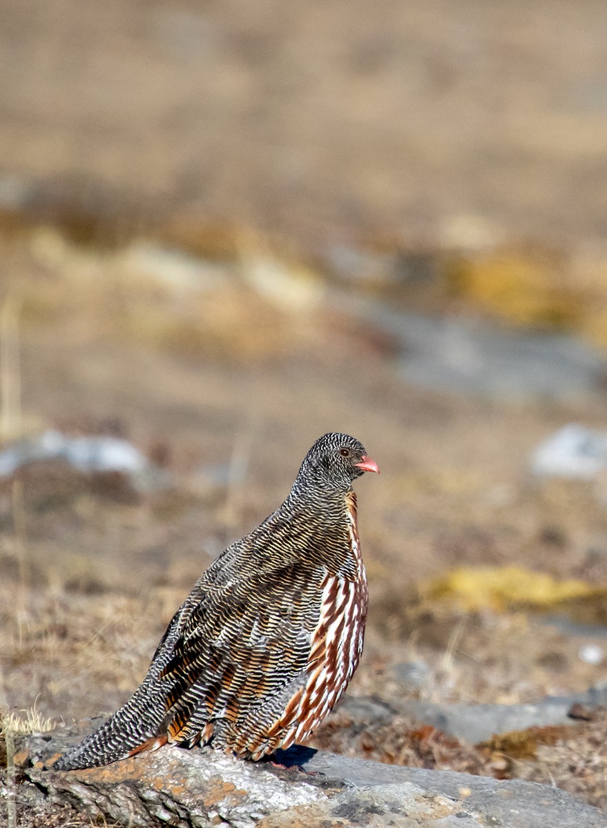 Snow Partridge - ML623199073