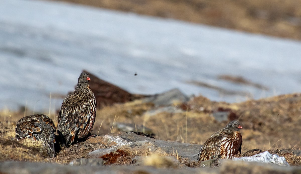 Snow Partridge - ML623199074