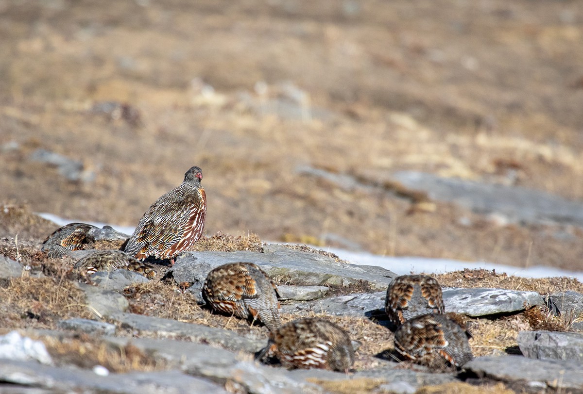 Snow Partridge - ML623199075