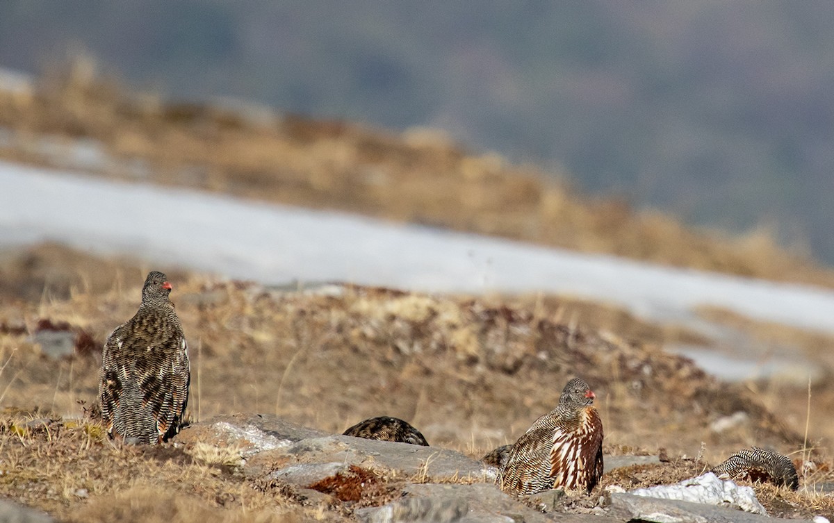 Snow Partridge - ML623199077