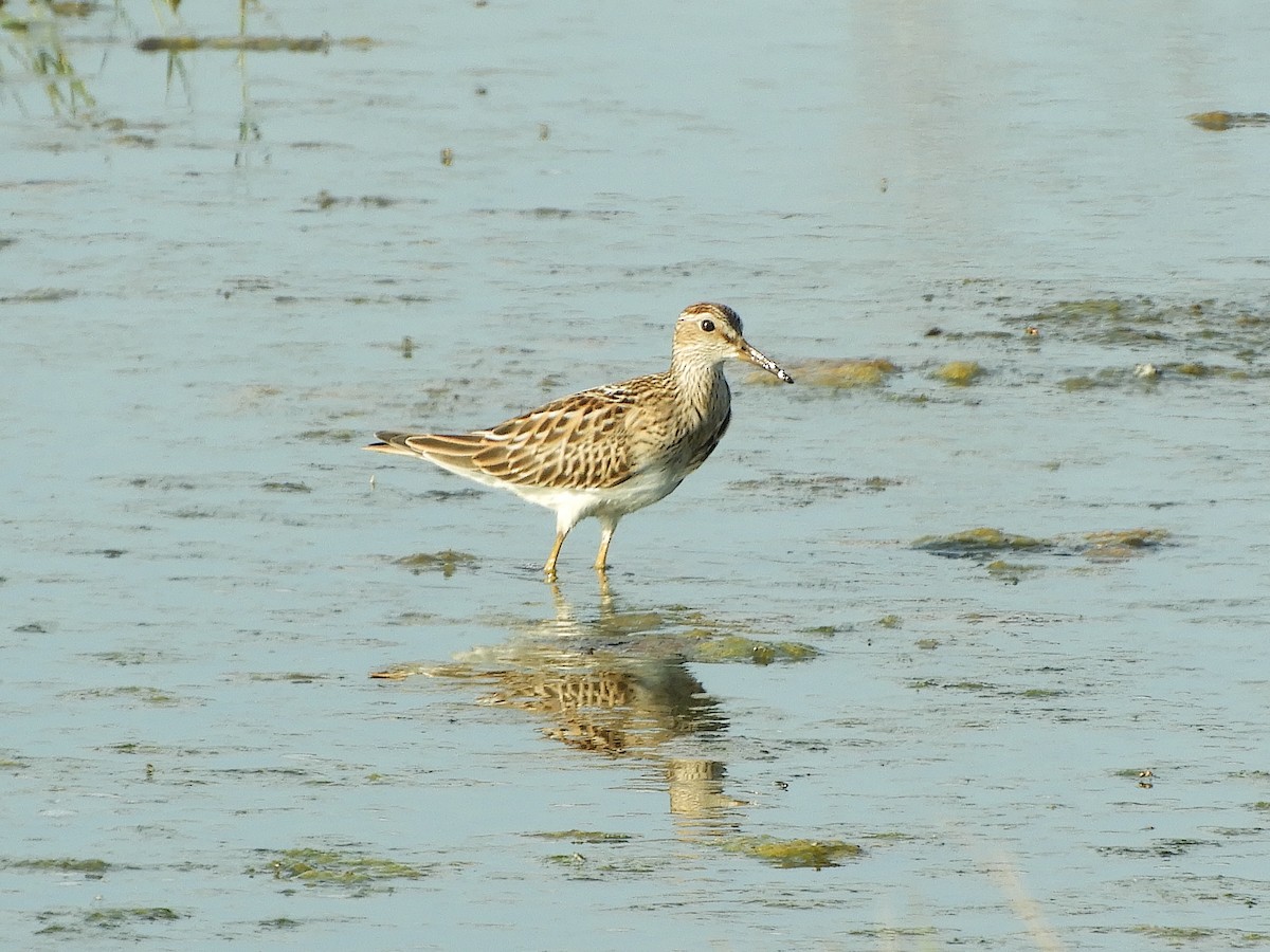 Pectoral Sandpiper - ML623199080