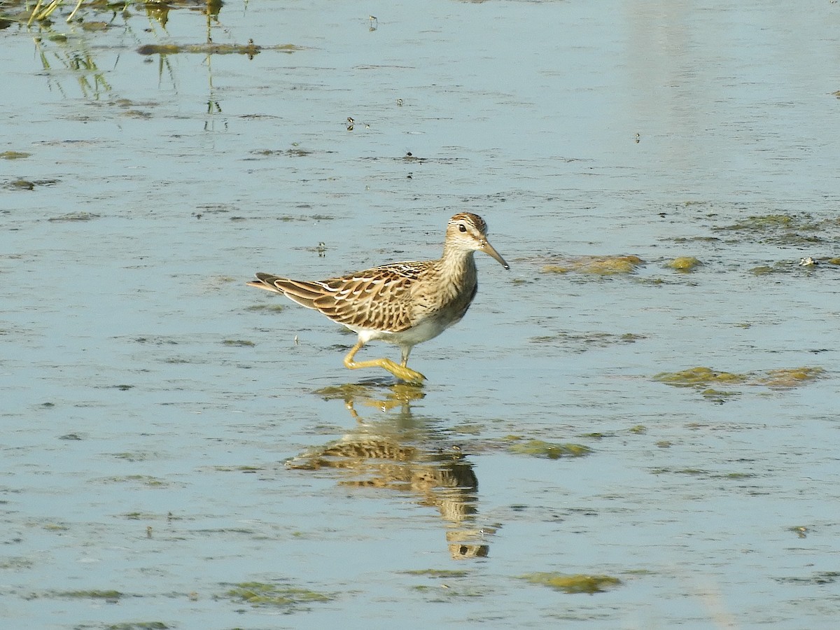 Pectoral Sandpiper - ML623199081