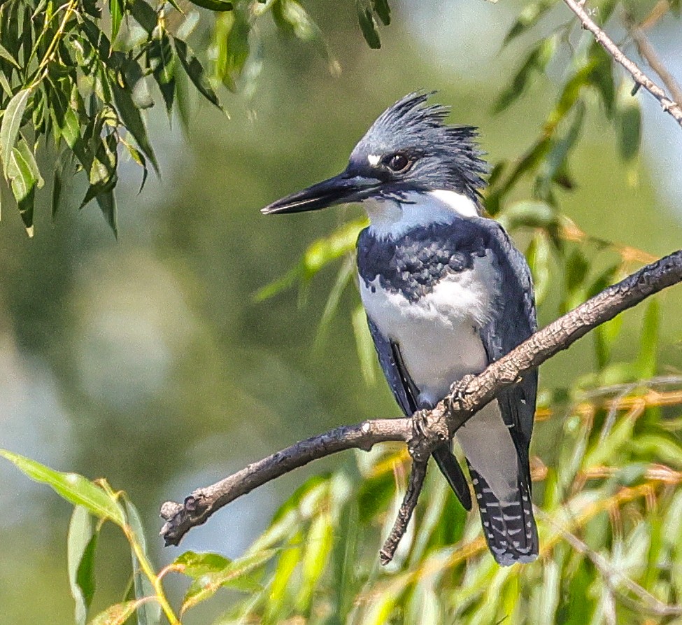 Belted Kingfisher - ML623199087