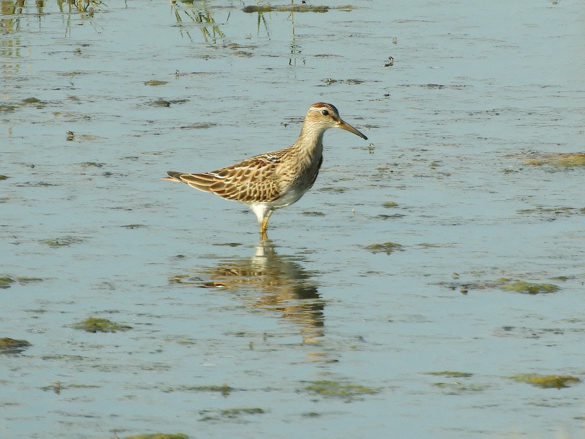 Pectoral Sandpiper - ML623199088