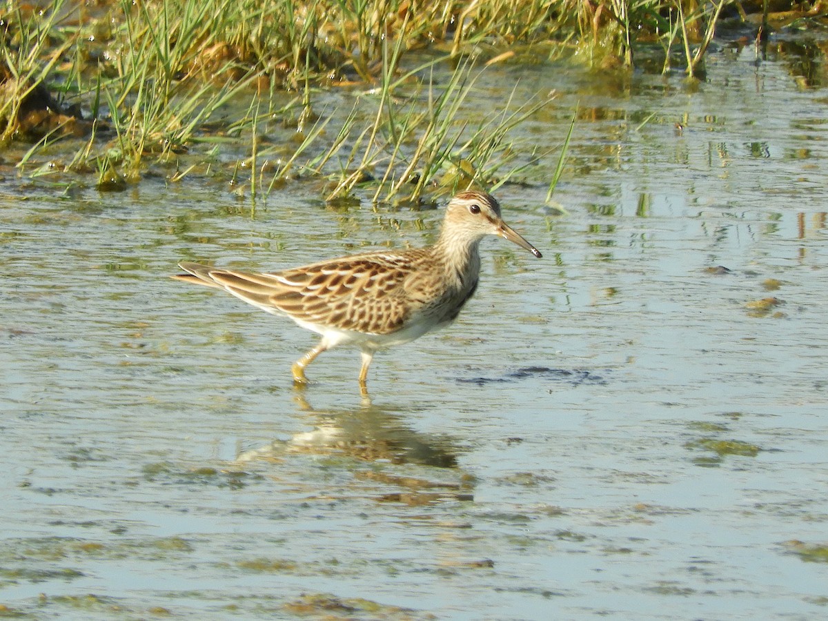 Pectoral Sandpiper - ML623199093