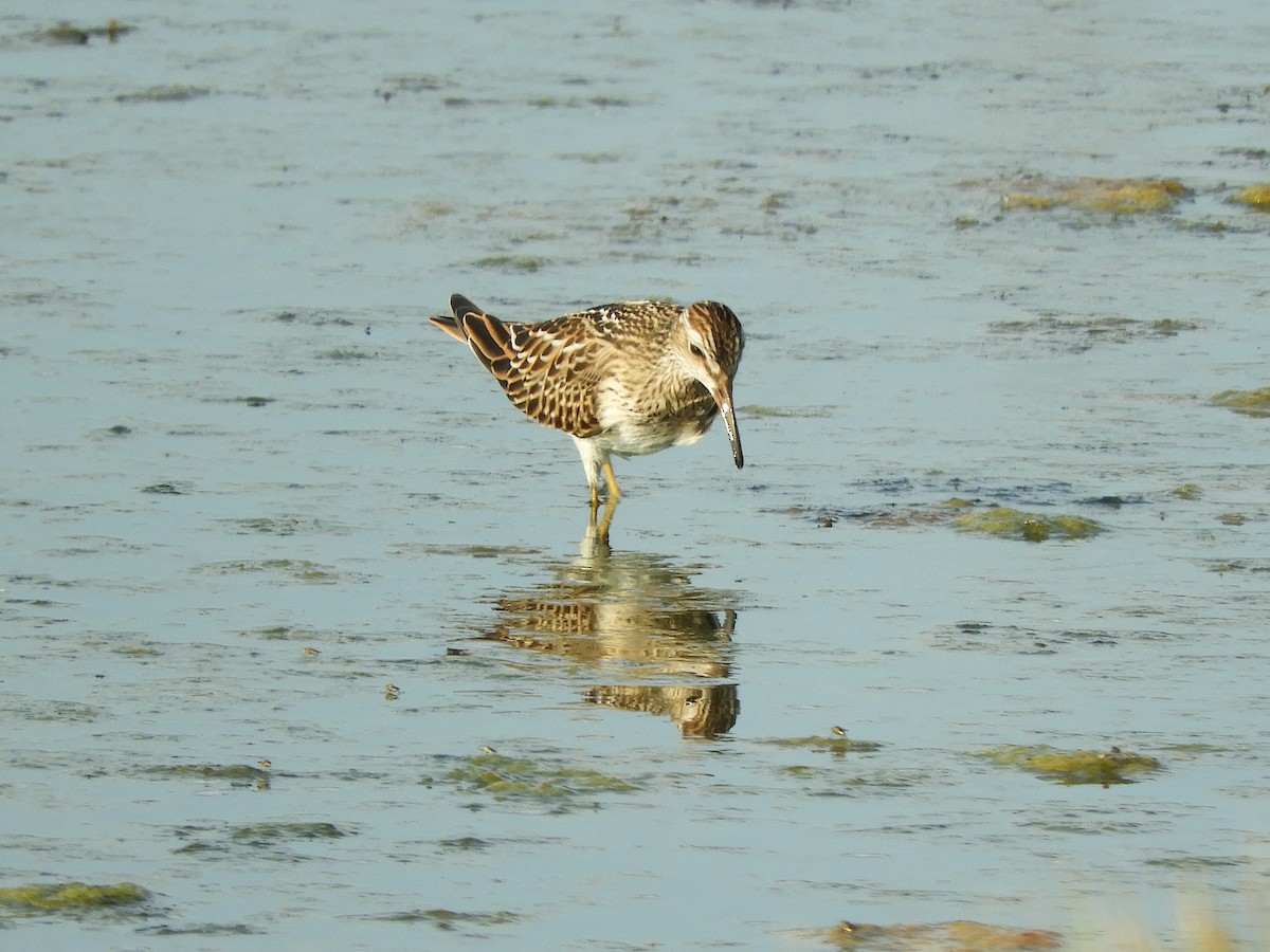 Pectoral Sandpiper - ML623199097