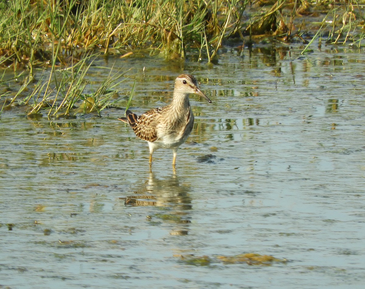 Pectoral Sandpiper - ML623199100