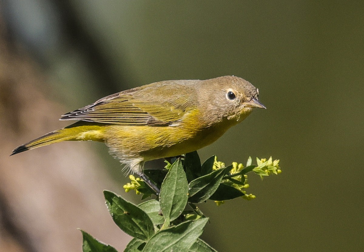 Nashville Warbler - ML623199101