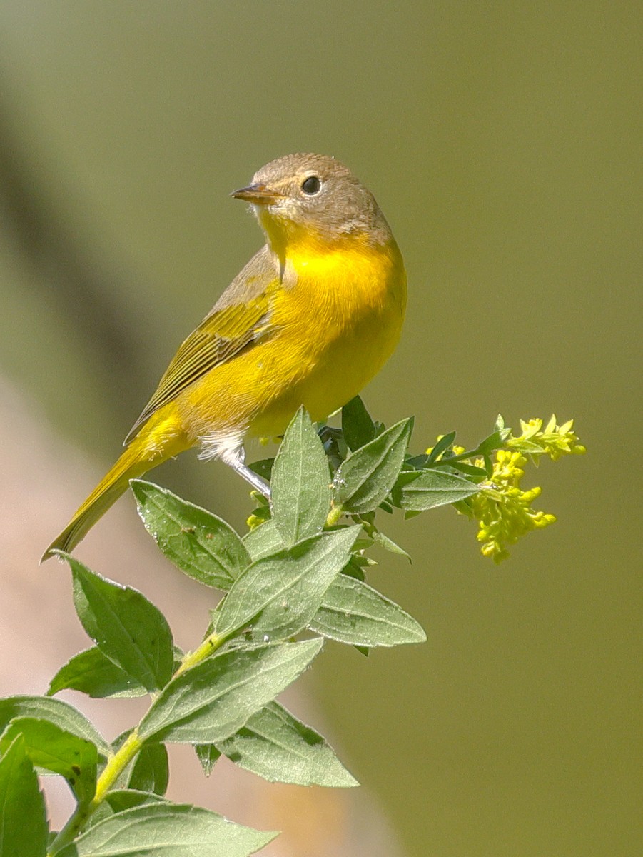 Nashville Warbler - ML623199102