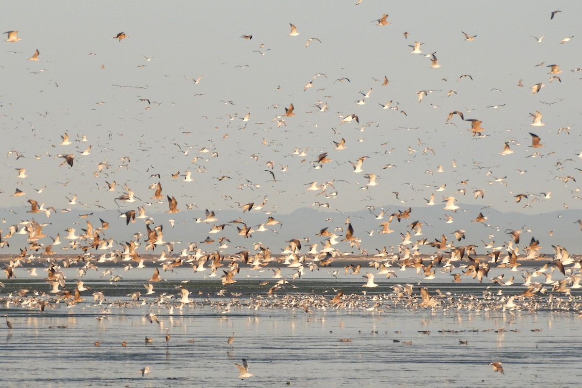 California Gull - ML623199174