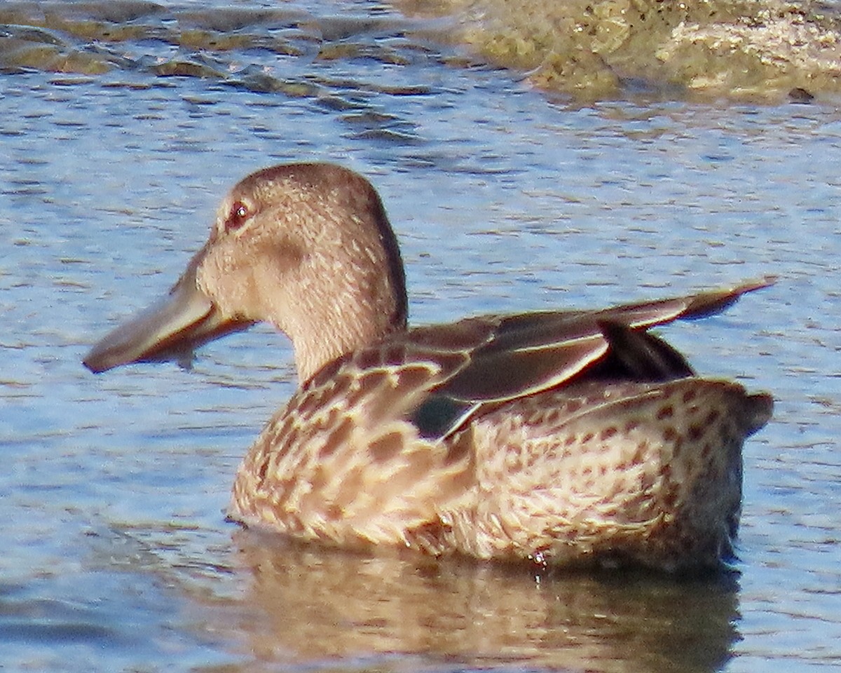 Cinnamon Teal - greg slak