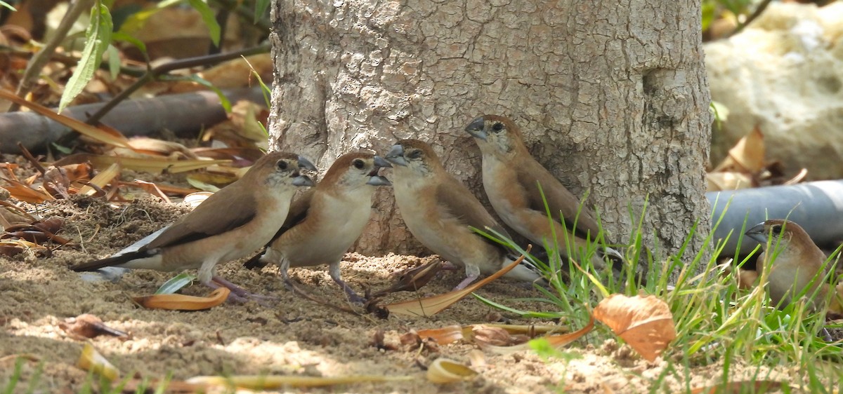 Indian Silverbill - ML623199217