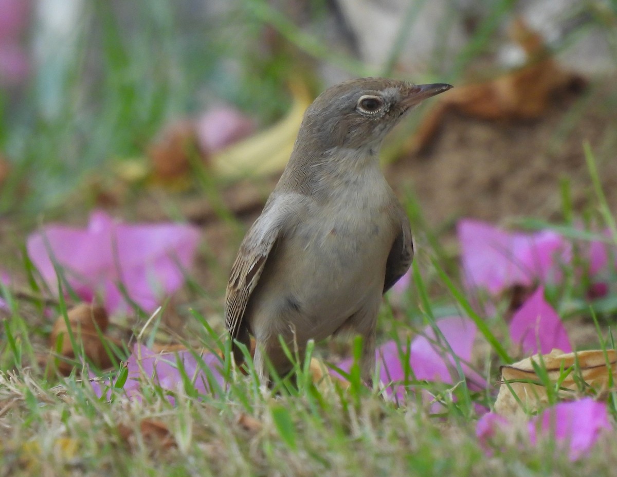 Greater Whitethroat - ML623199228