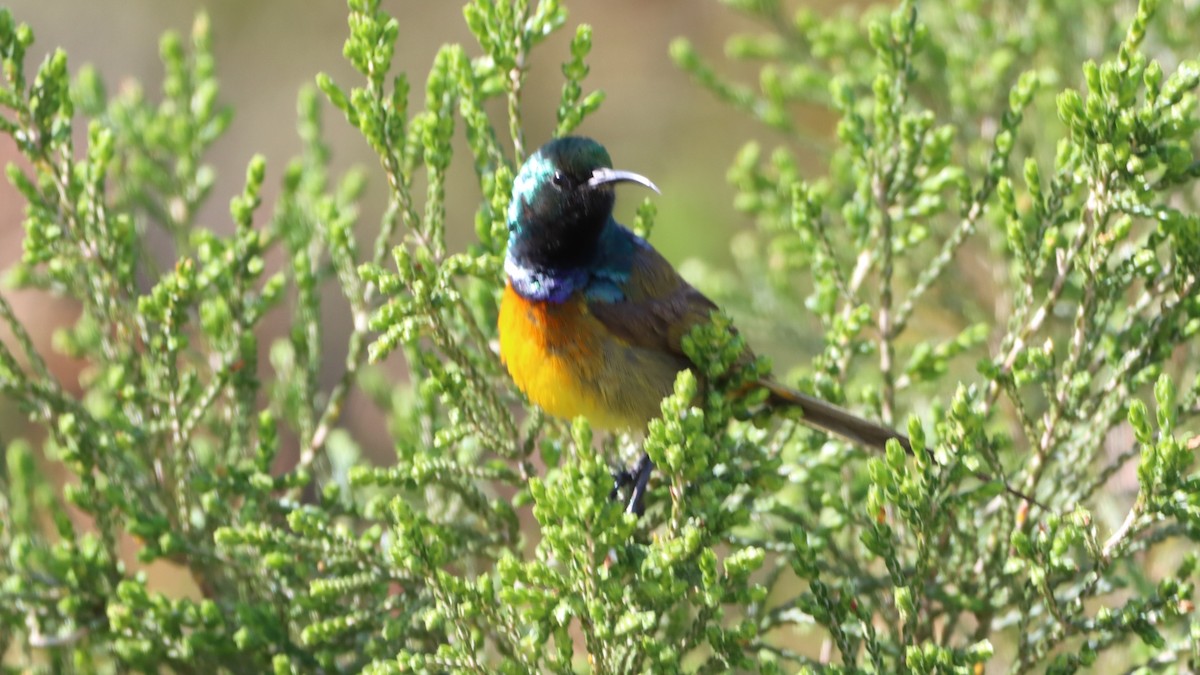 Orange-breasted Sunbird - ML623199273