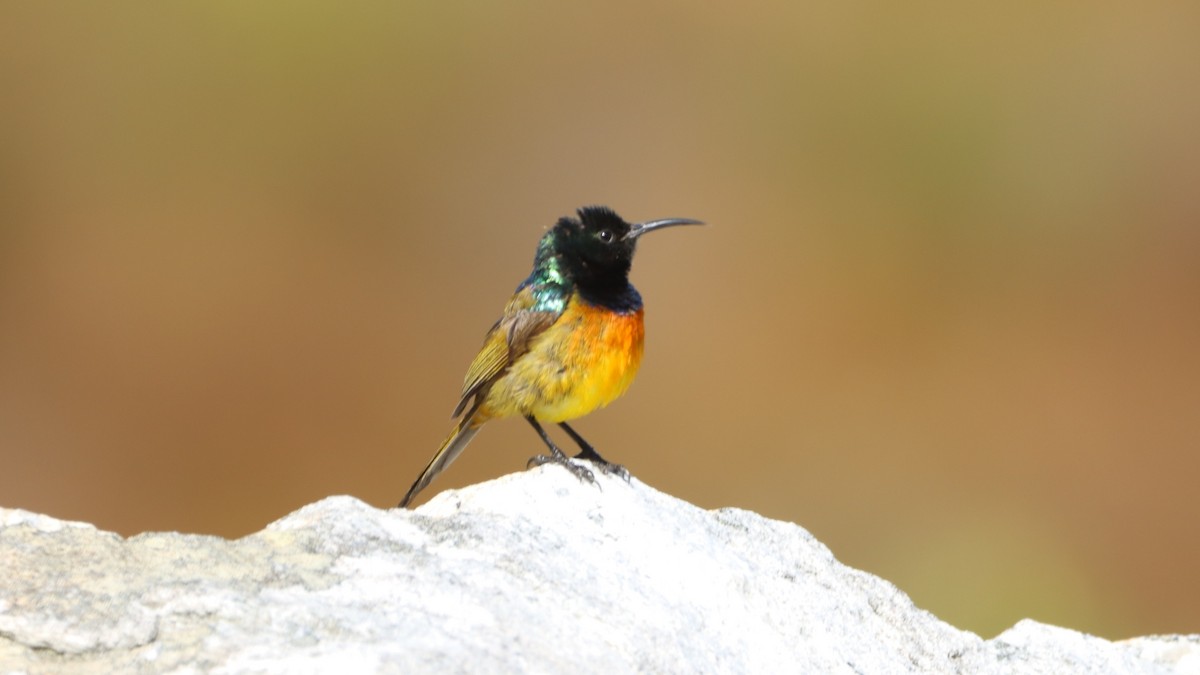 Orange-breasted Sunbird - ML623199275