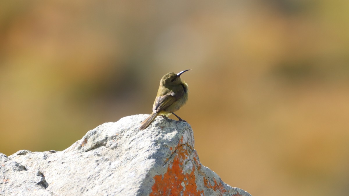 Orange-breasted Sunbird - ML623199276