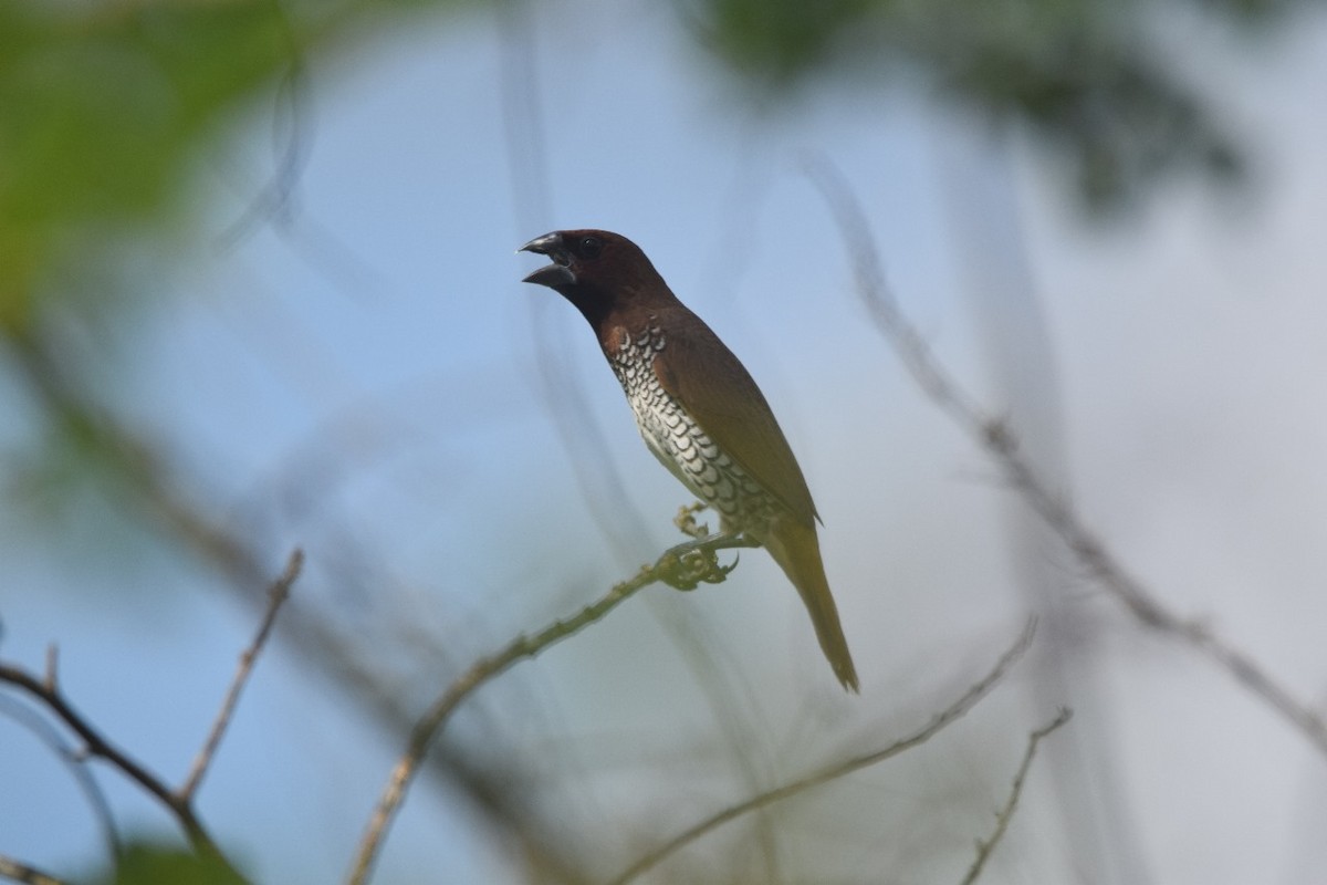 Scaly-breasted Munia - ML623199290