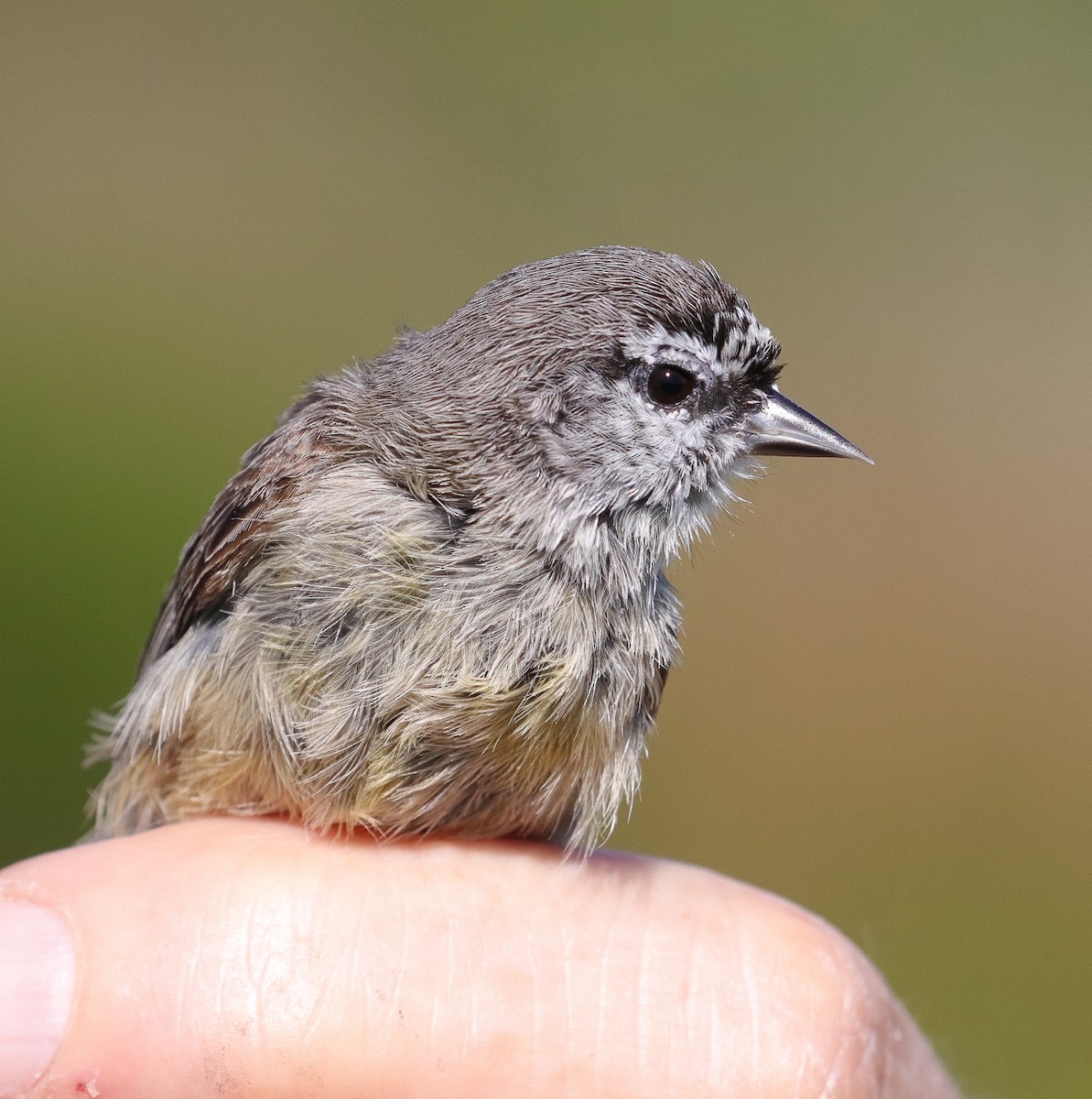 Southern Penduline-Tit - ML623199310