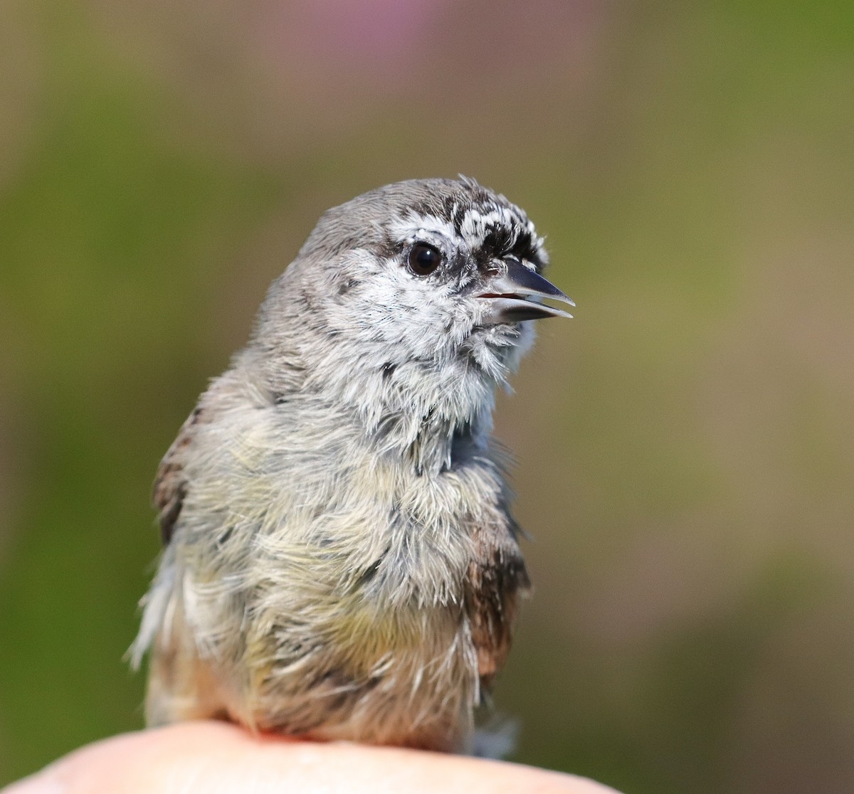 Southern Penduline-Tit - ML623199312