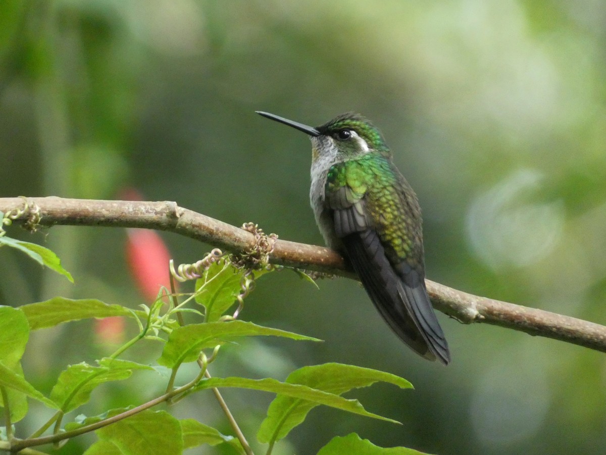 Green-throated Mountain-gem - ML623199331