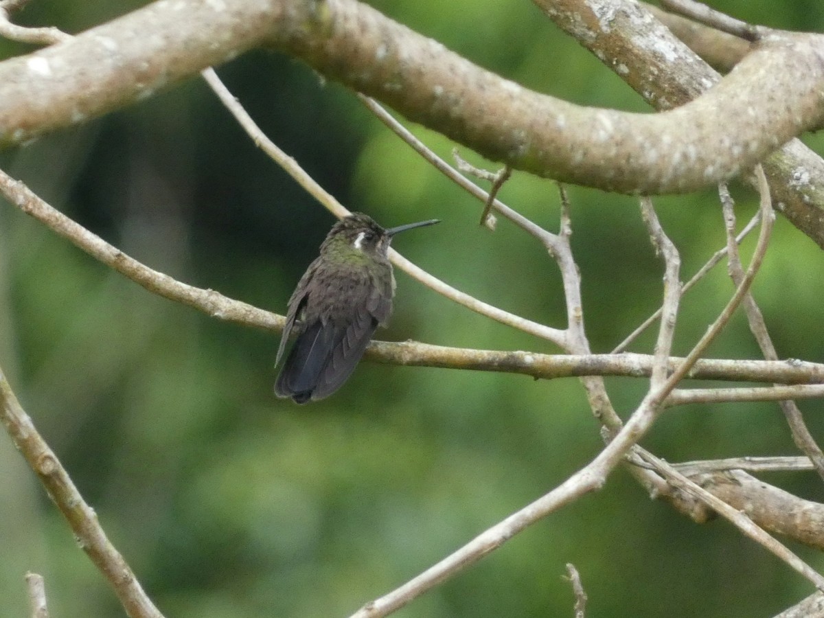 Amethyst-throated Mountain-gem - ML623199340