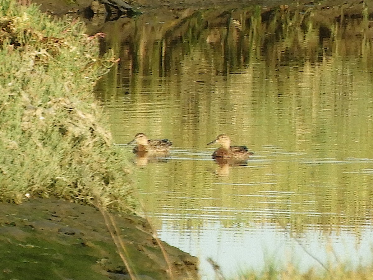 Blue-winged/Cinnamon Teal - ML623199371