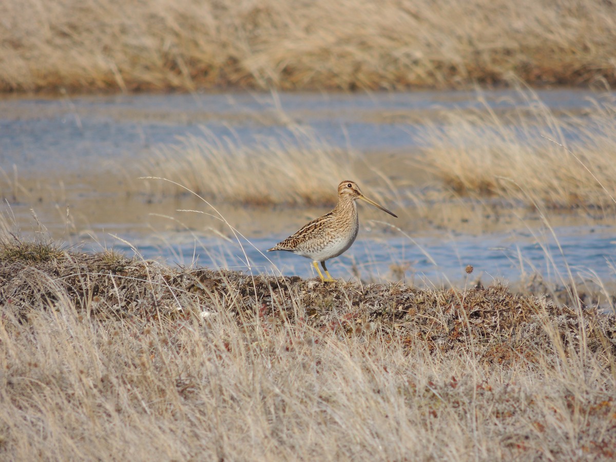 Magellanic Snipe - ML623199404