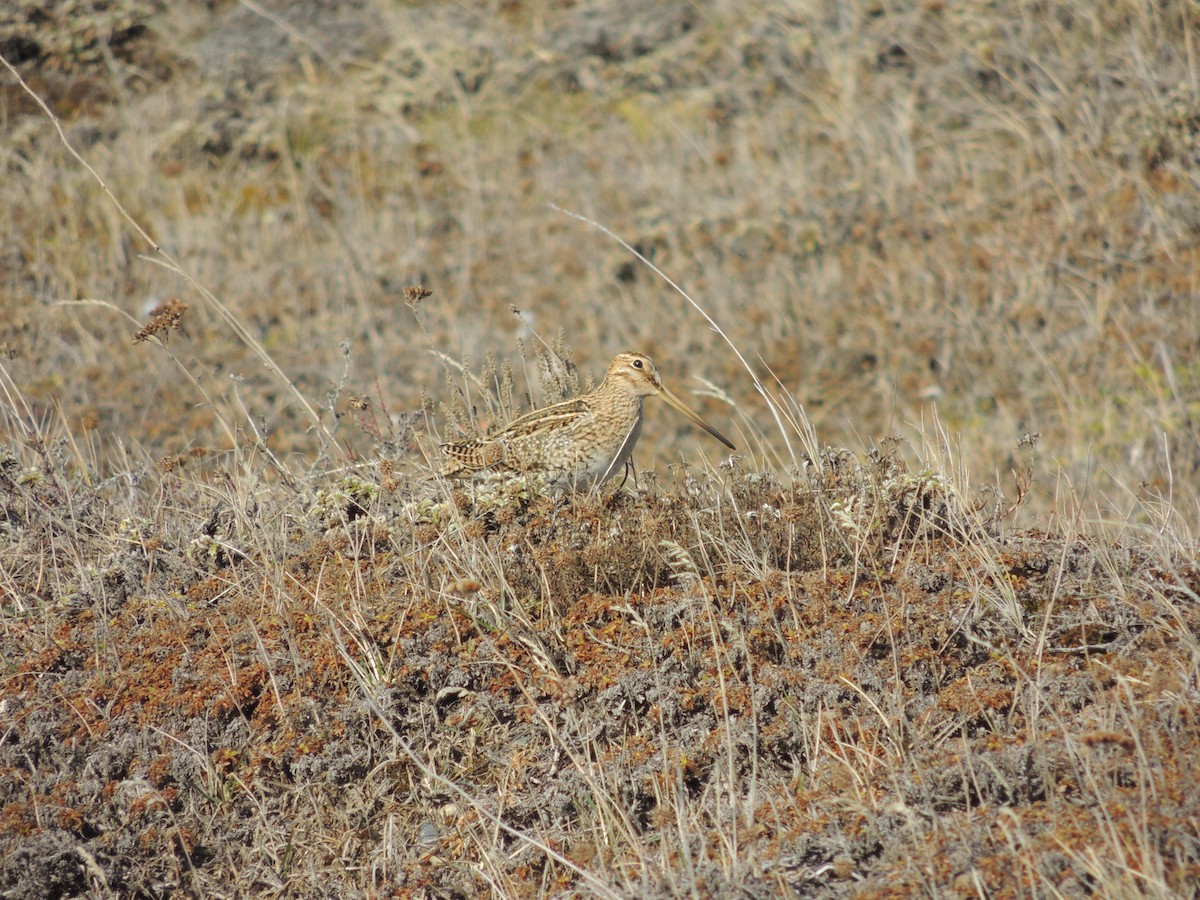 Magellanic Snipe - ML623199405