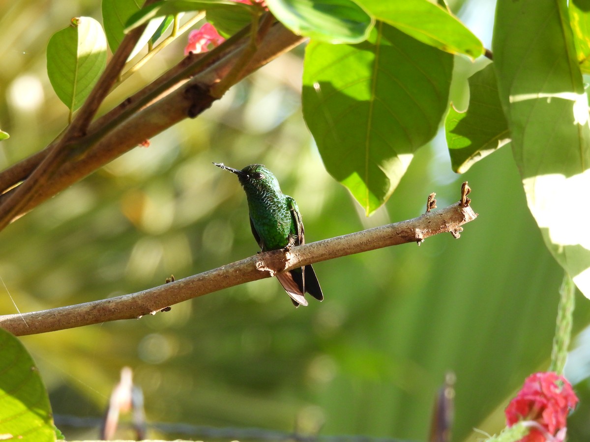 Garden Emerald - ML623199434