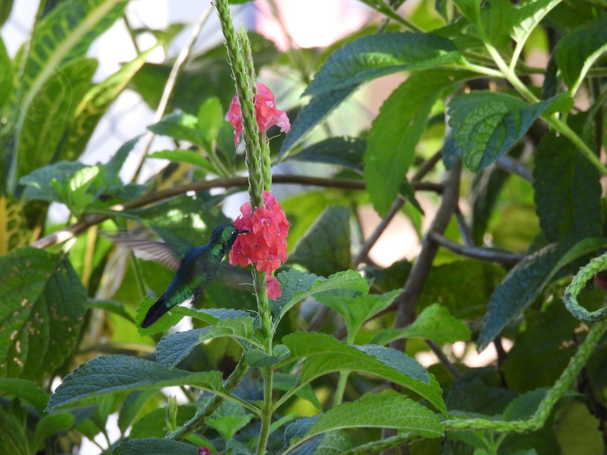 Garden Emerald - Elida Valdés