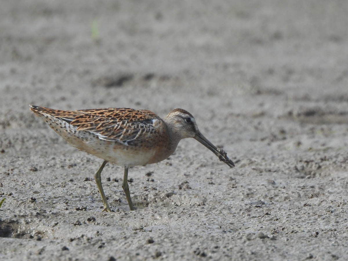 Short-billed Dowitcher - ML623199453