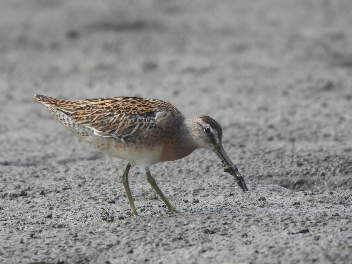 Short-billed Dowitcher - ML623199455