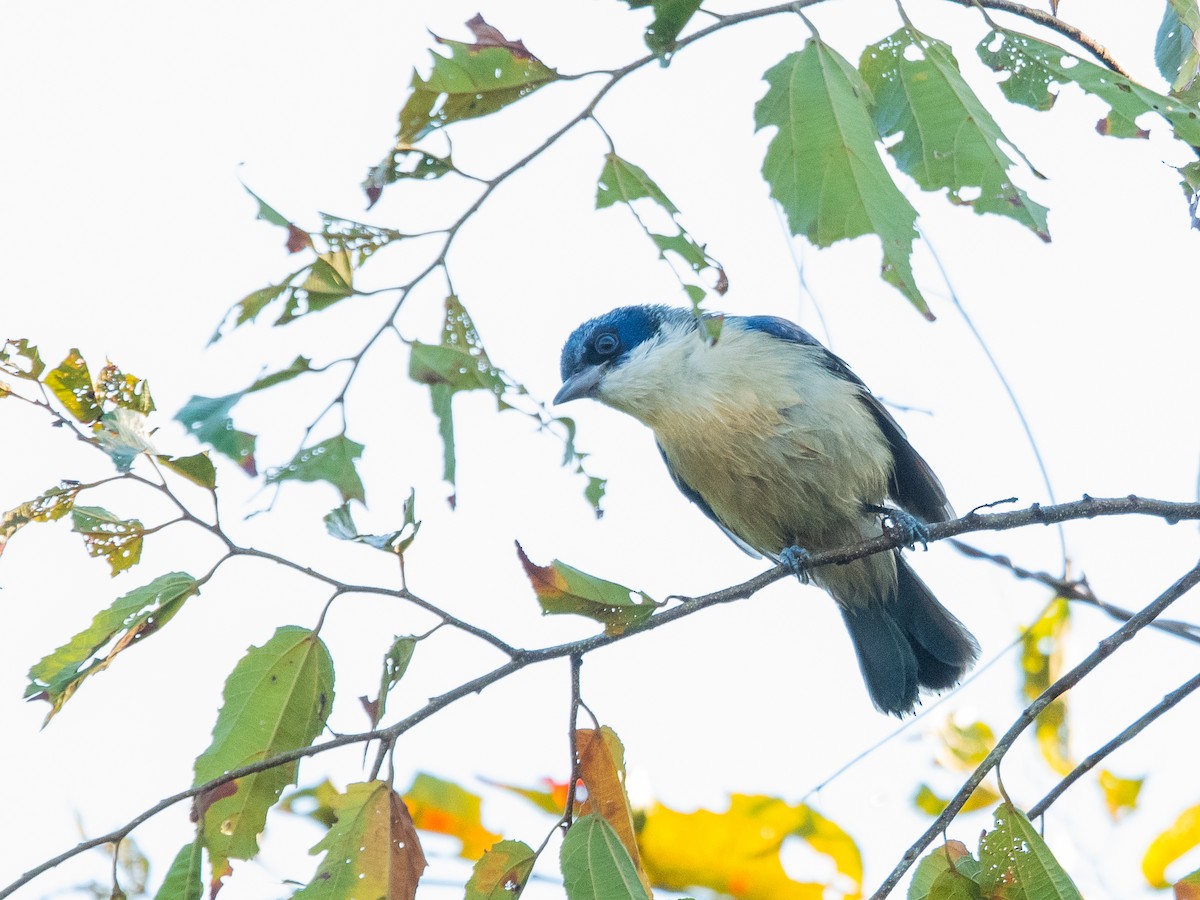 Vanga Azul (madagascarinus) - ML623199500