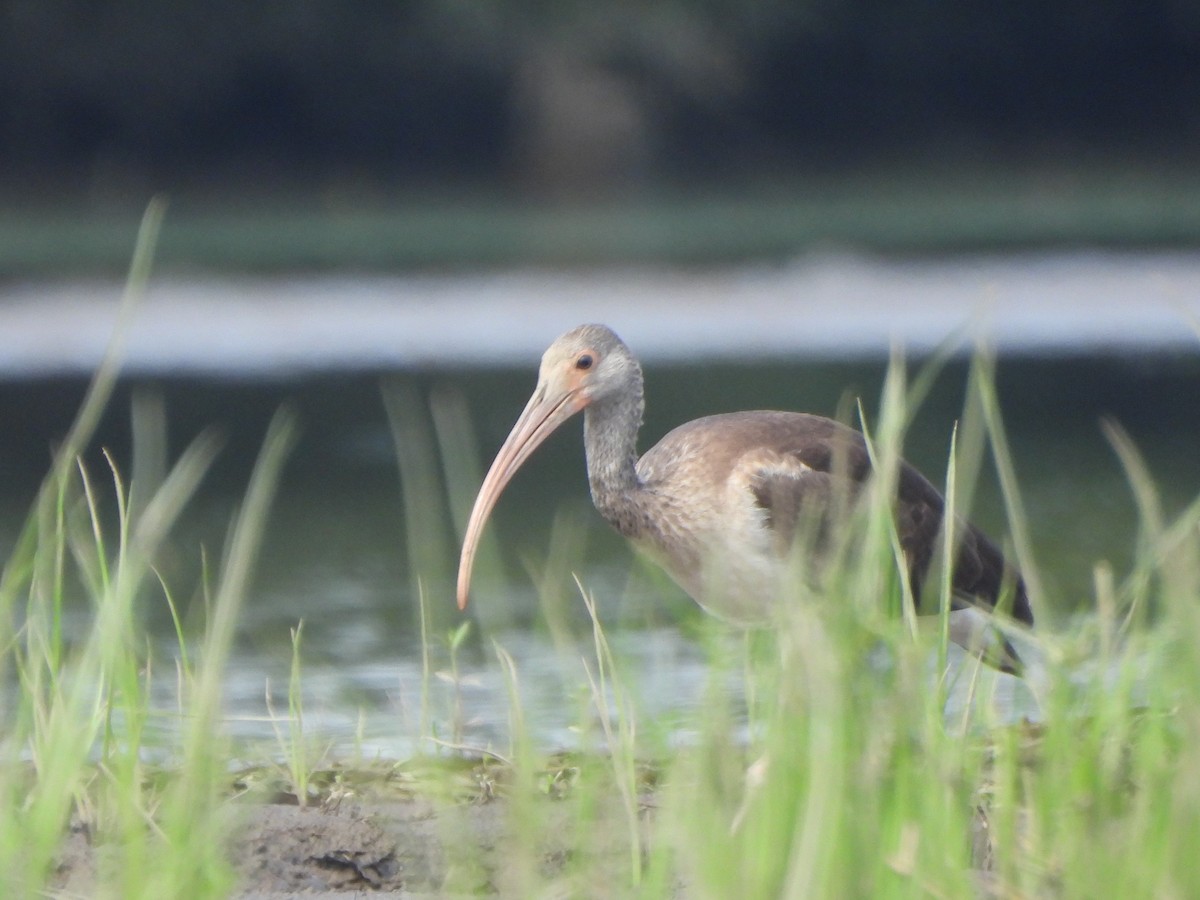 White Ibis - ML623199674