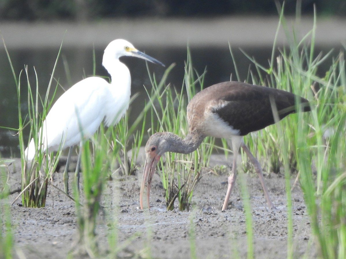 White Ibis - ML623199696