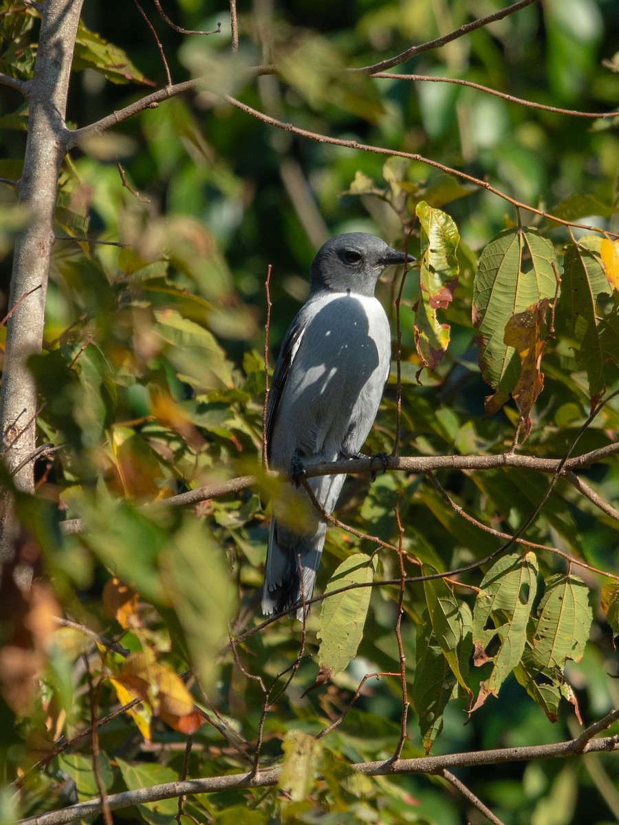 Oruguero de Madagascar - ML623199717