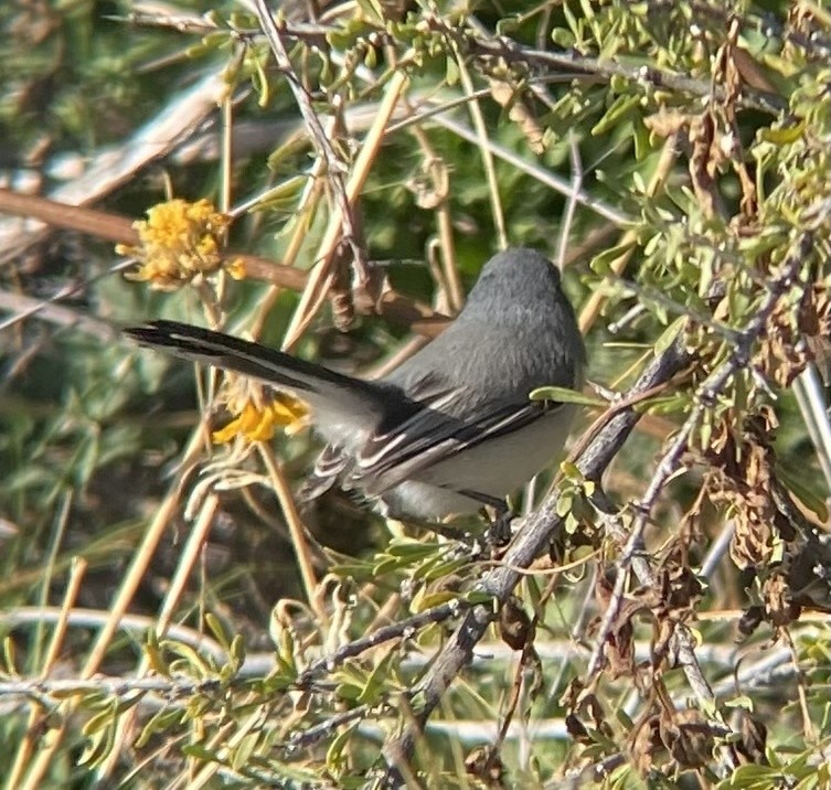 Black-tailed Gnatcatcher - ML623199809