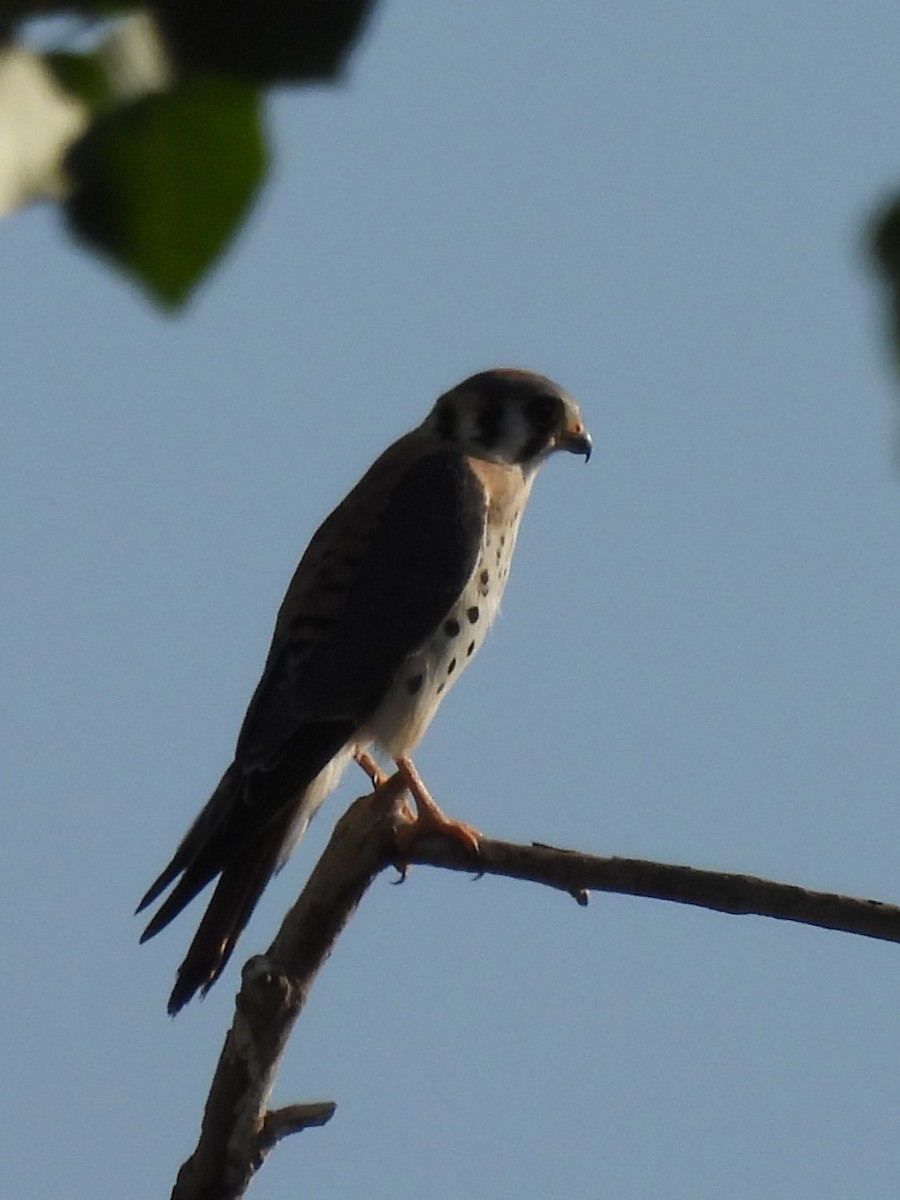 American Kestrel - ML623199911