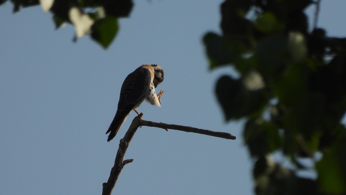 American Kestrel - ML623199912