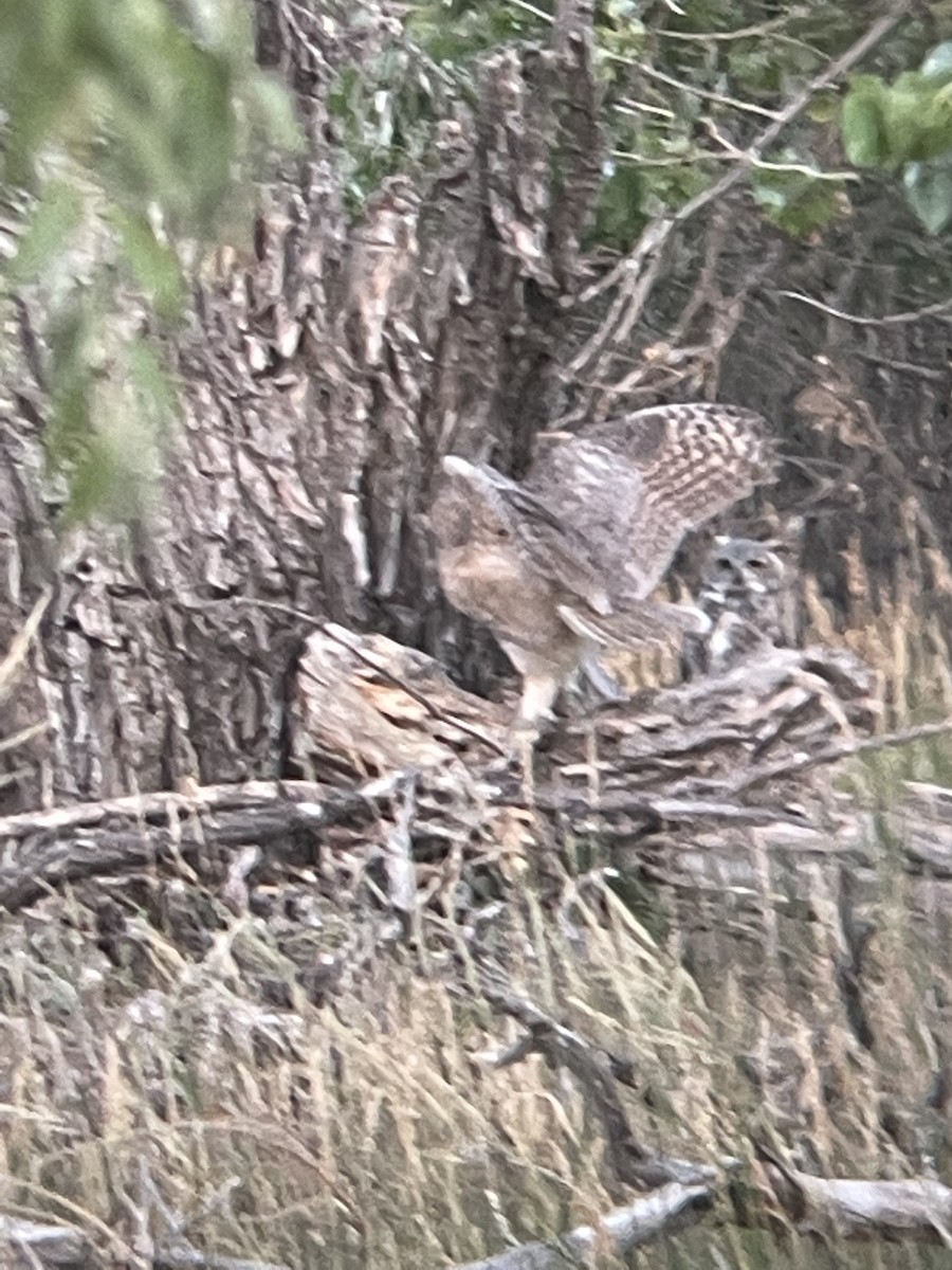 Great Horned Owl - ML623199995