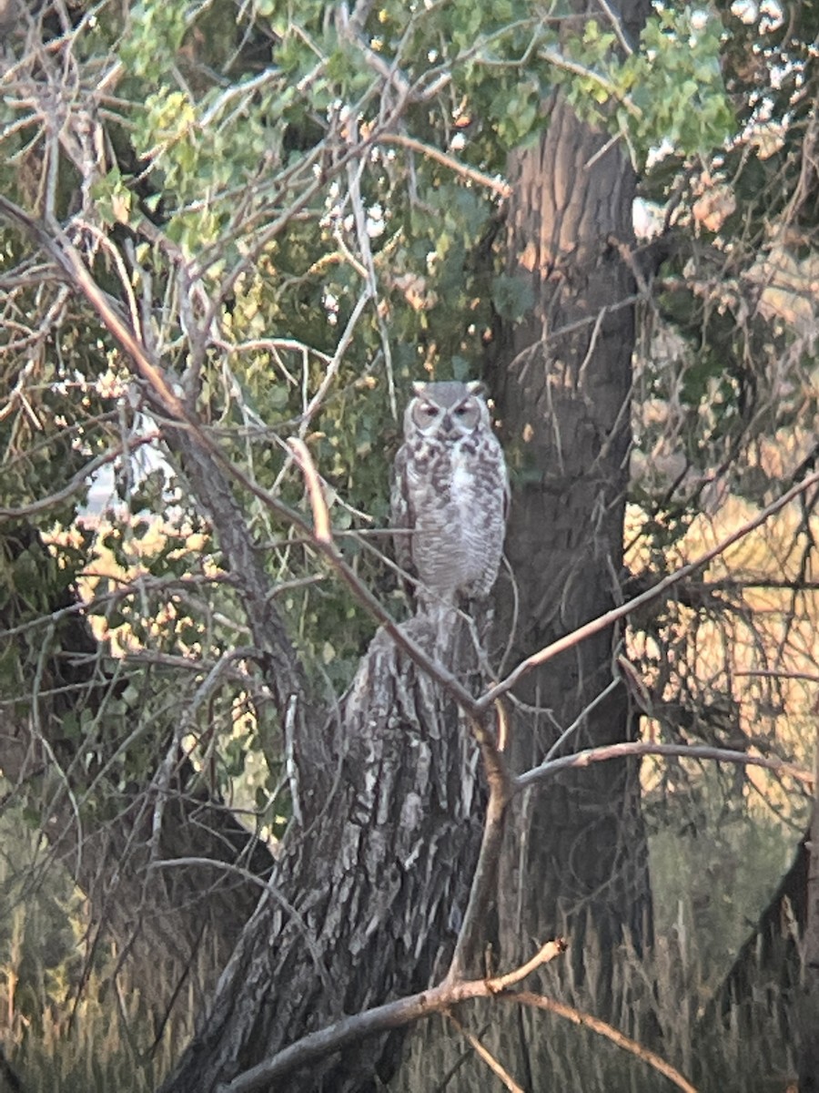 Great Horned Owl - ML623199997