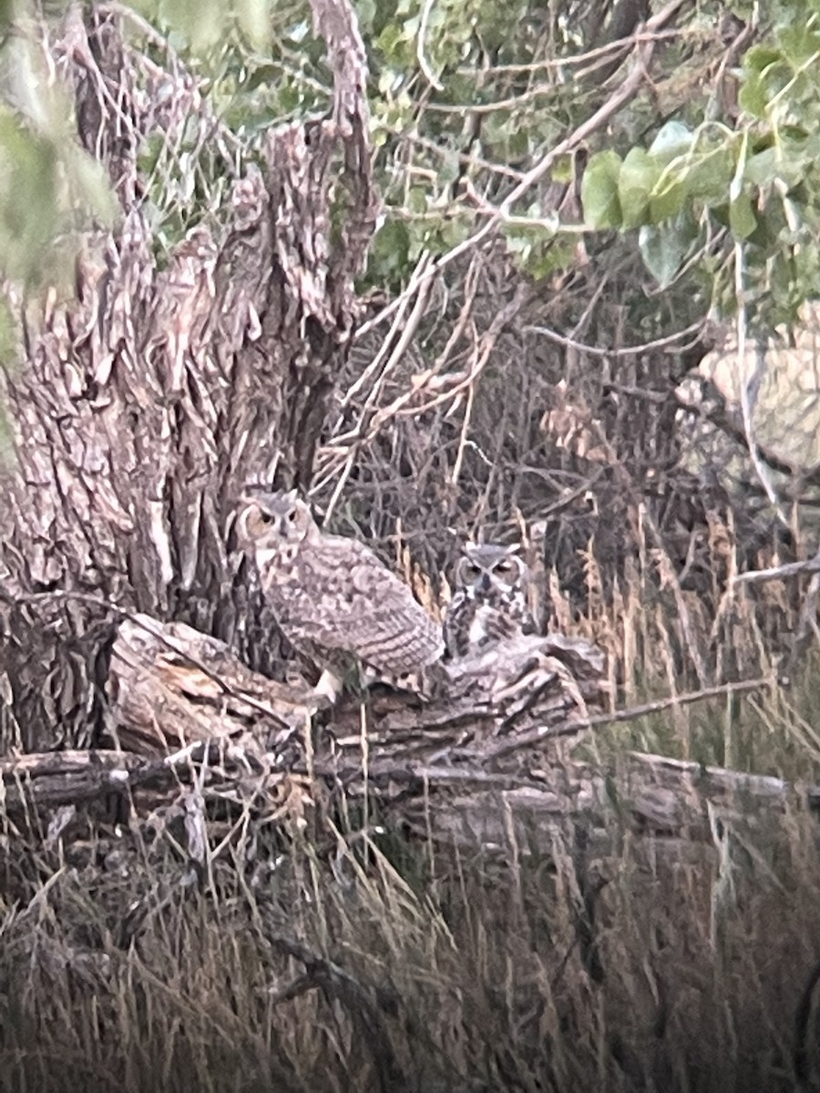 Great Horned Owl - ML623199998