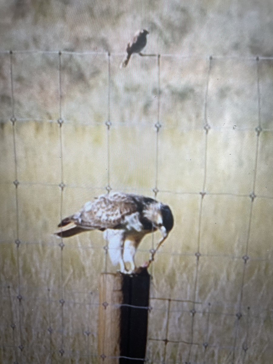 Red-tailed Hawk - ML623200076