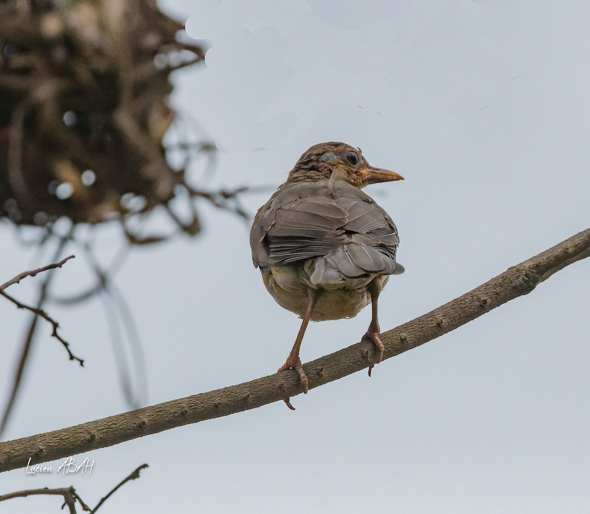 African Thrush - ML623200163