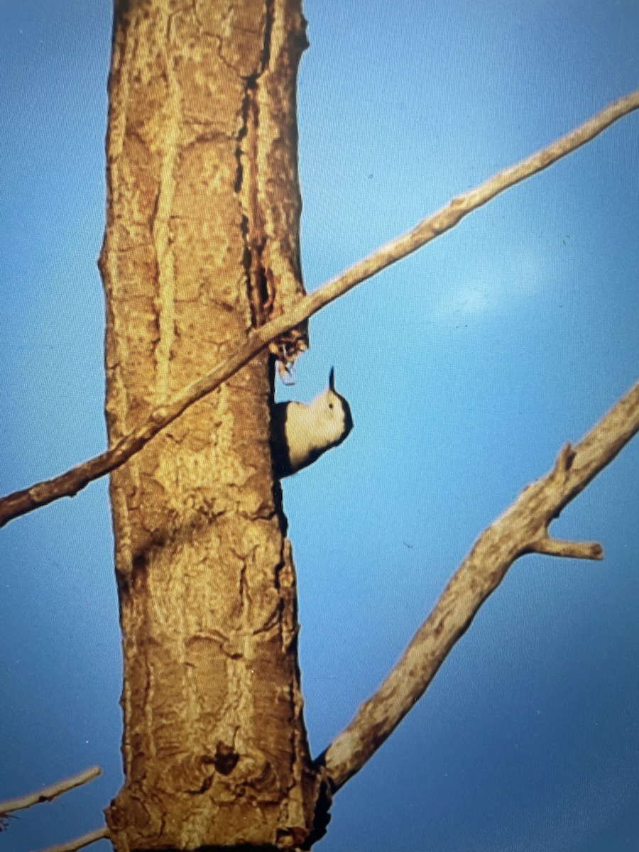 White-breasted Nuthatch - ML623200170